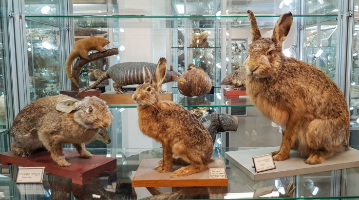 Hasen Zoologisches Museums © Peter Michalik Hasen in der Sammlung des Zoologischen Museums