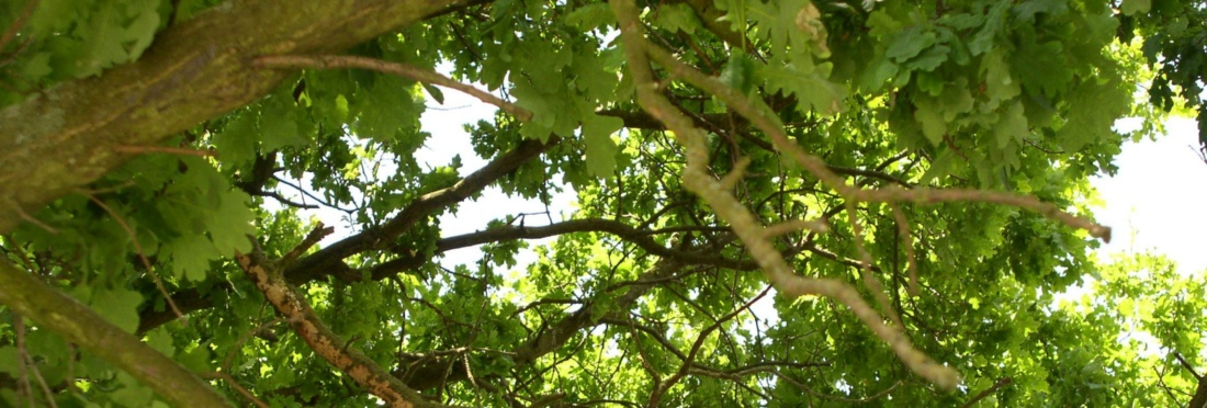 FotoEiche © Rainer Bendt Baumkrone einer Eiche bei sonnigem Wetter