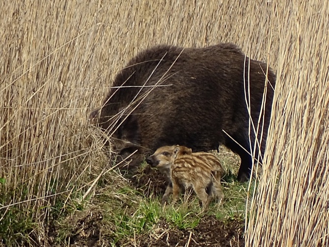 Wildschweine im Schilf © Christine Dembski Wildschweine im Schilf