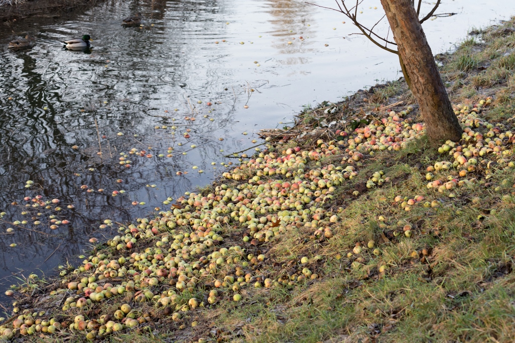 Reinhard Lankeit: Obst im Fluss. Flüsssiges Obst?