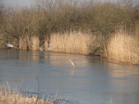 Vera Metzner: Ich fotografiere gern Natur und Tiere. An einem schönen sonnigen Tag, als der Ryck leicht zugefroren war, geriet mir dieser Reiher jenseits der Wackerower Brücke vor die Kamera.