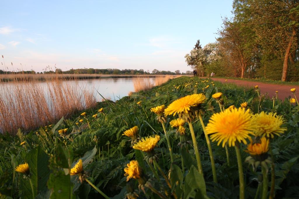 Martin Friedrich, Butterblumen säumen den Ryck im Frühjahr