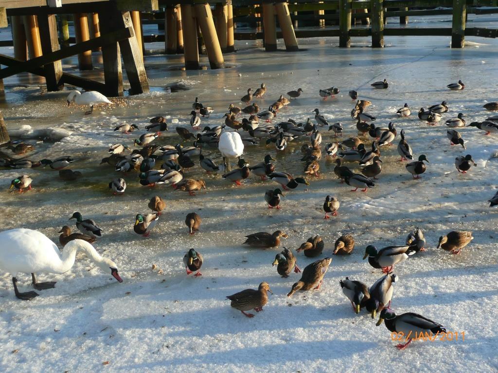 Roland Stäps, Enten und Schwäne unter der Brücke in Wieck