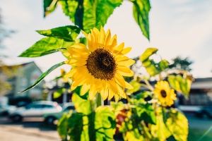 Natur(WallyPruss)_2_ganzes_Bild © Wally Pruß Bild einer Sonnenblume