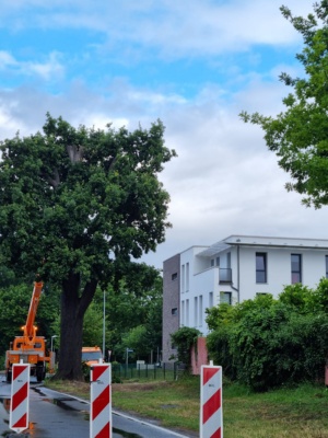 Fällung der Eiche an der Wolgaster Straße © Tiefbau- und Grünflächenamt Mit Hilfe eines Hubwagens werden erst Äste im oberen Bereich des Baumes entfernt, bevor die Eiche komplett gefällt wird.