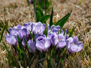 Krokusse im Garten bei Sonnenlicht