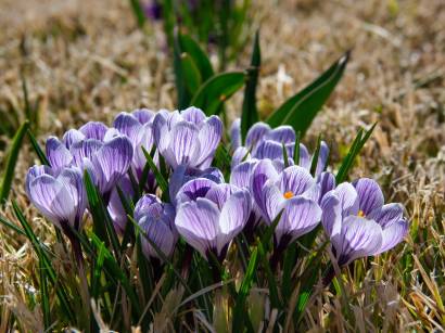 closeuppurplecrocusesgardensunlight c wirestock on Freepik